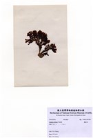 藏品(圈扇藻)的圖片